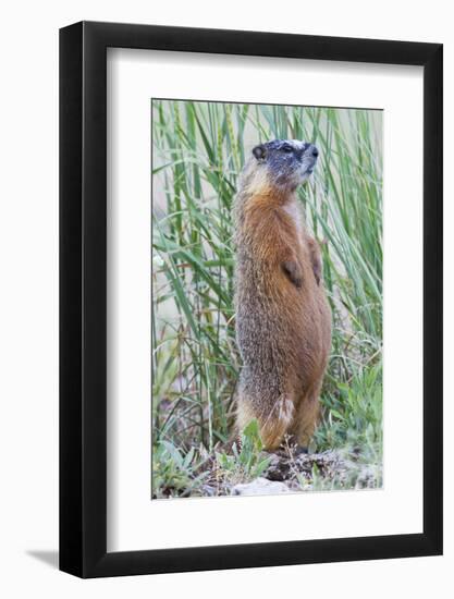 Wyoming, Yellowstone National Park, Yellow Bellied Marmot Standing on Hind Legs-Elizabeth Boehm-Framed Photographic Print