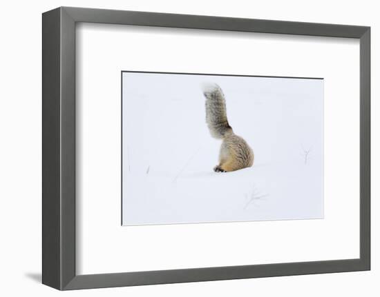 Wyoming, Yellowstone NP. A red fox is headfirst in the snow to get a rodent.-Ellen Goff-Framed Photographic Print