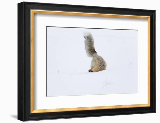 Wyoming, Yellowstone NP. A red fox is headfirst in the snow to get a rodent.-Ellen Goff-Framed Photographic Print