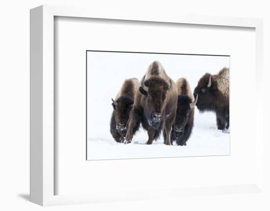 Wyoming, Yellowstone NP. American bison (Bos bison) beginning to run through the deep snow.-Ellen Goff-Framed Photographic Print