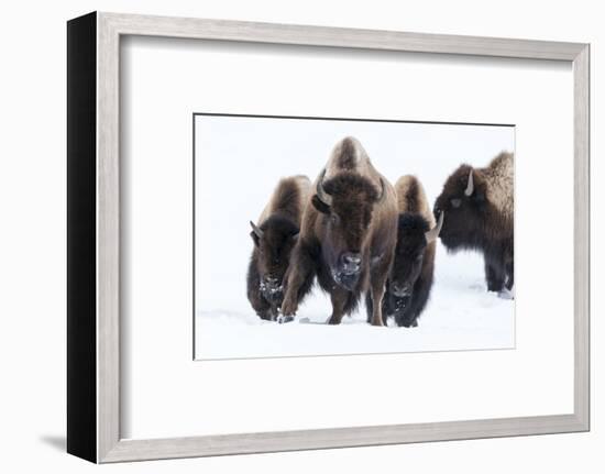 Wyoming, Yellowstone NP. American bison (Bos bison) beginning to run through the deep snow.-Ellen Goff-Framed Photographic Print