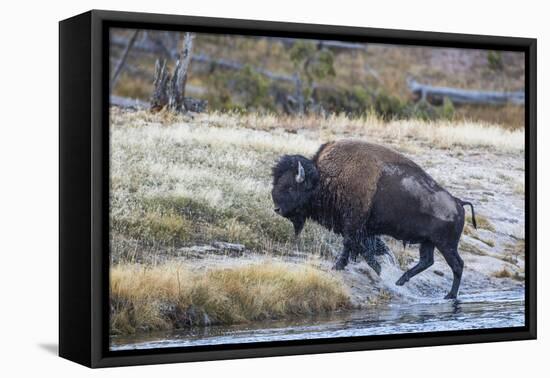 Wyoming. Yellowstone NP, bull bison crosses the Firehole River and comes out dripping with water-Elizabeth Boehm-Framed Premier Image Canvas