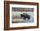 Wyoming. Yellowstone NP, bull bison crosses the Firehole River and comes out dripping with water-Elizabeth Boehm-Framed Photographic Print