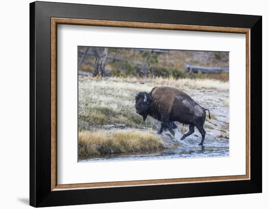 Wyoming. Yellowstone NP, bull bison crosses the Firehole River and comes out dripping with water-Elizabeth Boehm-Framed Photographic Print