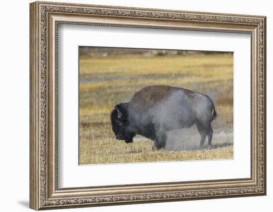 Wyoming. Yellowstone NP, bull Bison shaking the dust off of his coat after a dust bath-Elizabeth Boehm-Framed Photographic Print