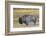 Wyoming. Yellowstone NP, bull Bison shaking the dust off of his coat after a dust bath-Elizabeth Boehm-Framed Photographic Print