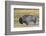 Wyoming. Yellowstone NP, bull Bison shaking the dust off of his coat after a dust bath-Elizabeth Boehm-Framed Photographic Print