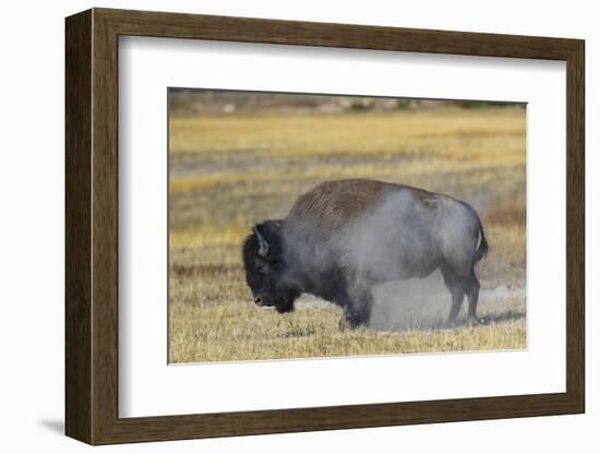 Wyoming. Yellowstone NP, bull Bison shaking the dust off of his coat after a dust bath-Elizabeth Boehm-Framed Photographic Print