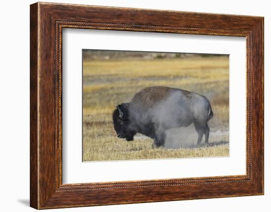 Wyoming. Yellowstone NP, bull Bison shaking the dust off of his coat after a dust bath-Elizabeth Boehm-Framed Photographic Print