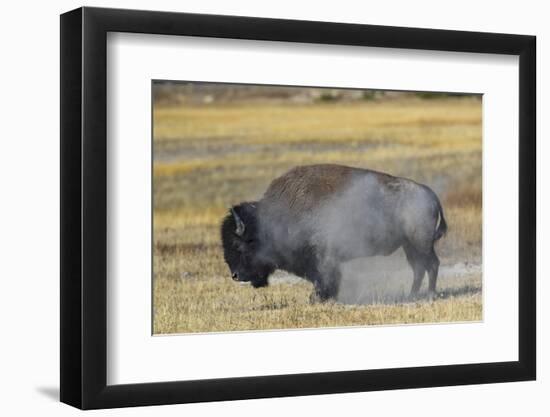 Wyoming. Yellowstone NP, bull Bison shaking the dust off of his coat after a dust bath-Elizabeth Boehm-Framed Photographic Print