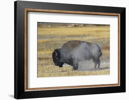 Wyoming. Yellowstone NP, bull Bison shaking the dust off of his coat after a dust bath-Elizabeth Boehm-Framed Photographic Print