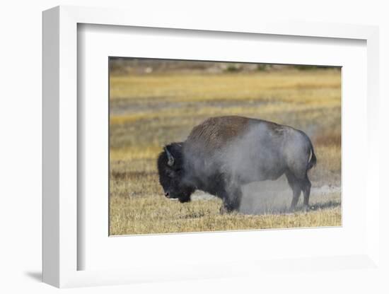 Wyoming. Yellowstone NP, bull Bison shaking the dust off of his coat after a dust bath-Elizabeth Boehm-Framed Photographic Print