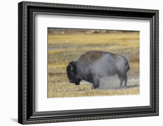 Wyoming. Yellowstone NP, bull Bison shaking the dust off of his coat after a dust bath-Elizabeth Boehm-Framed Photographic Print