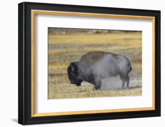 Wyoming. Yellowstone NP, bull Bison shaking the dust off of his coat after a dust bath-Elizabeth Boehm-Framed Photographic Print