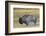 Wyoming. Yellowstone NP, bull Bison shaking the dust off of his coat after a dust bath-Elizabeth Boehm-Framed Photographic Print