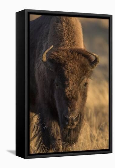 Wyoming. Yellowstone NP, cow bison poses for a in the autumn grasses along the Firehole River.-Elizabeth Boehm-Framed Premier Image Canvas