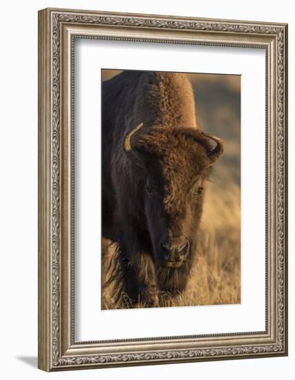 Wyoming. Yellowstone NP, cow bison poses for a in the autumn grasses along the Firehole River.-Elizabeth Boehm-Framed Photographic Print