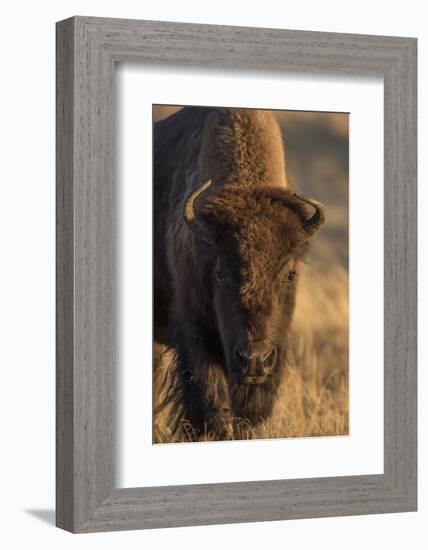 Wyoming. Yellowstone NP, cow bison poses for a in the autumn grasses along the Firehole River.-Elizabeth Boehm-Framed Photographic Print