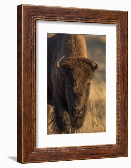 Wyoming. Yellowstone NP, cow bison poses for a in the autumn grasses along the Firehole River.-Elizabeth Boehm-Framed Photographic Print