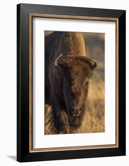 Wyoming. Yellowstone NP, cow bison poses for a in the autumn grasses along the Firehole River.-Elizabeth Boehm-Framed Photographic Print