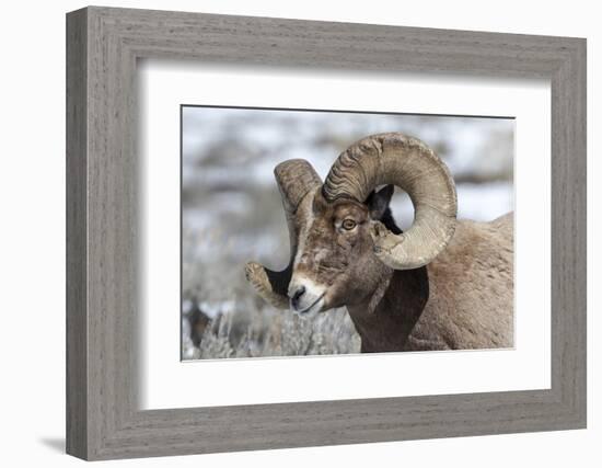 Wyoming, Yellowstone NP. Headshot of a bighorn sheep who has rubbed off the ends of its horns-Ellen Goff-Framed Photographic Print