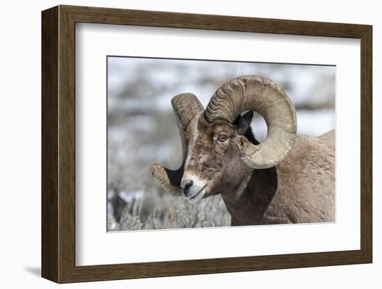 Wyoming, Yellowstone NP. Headshot of a bighorn sheep who has rubbed off the ends of its horns-Ellen Goff-Framed Photographic Print