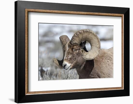 Wyoming, Yellowstone NP. Headshot of a bighorn sheep who has rubbed off the ends of its horns-Ellen Goff-Framed Photographic Print