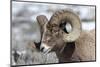 Wyoming, Yellowstone NP. Headshot of a bighorn sheep who has rubbed off the ends of its horns-Ellen Goff-Mounted Photographic Print