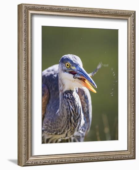 Wyoming, Yellowstone NP, Madison River, Great Blue Heron catches a small fish-Elizabeth Boehm-Framed Photographic Print