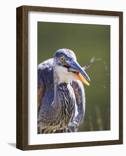 Wyoming, Yellowstone NP, Madison River, Great Blue Heron catches a small fish-Elizabeth Boehm-Framed Photographic Print