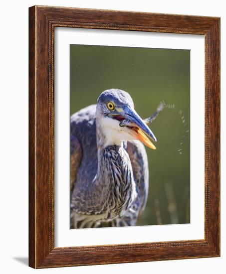 Wyoming, Yellowstone NP, Madison River, Great Blue Heron catches a small fish-Elizabeth Boehm-Framed Photographic Print