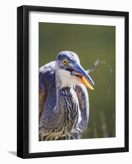 Wyoming, Yellowstone NP, Madison River, Great Blue Heron catches a small fish-Elizabeth Boehm-Framed Photographic Print