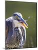 Wyoming, Yellowstone NP, Madison River, Great Blue Heron catches a small fish-Elizabeth Boehm-Mounted Photographic Print