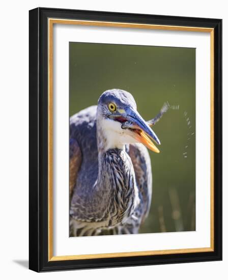 Wyoming, Yellowstone NP, Madison River, Great Blue Heron catches a small fish-Elizabeth Boehm-Framed Photographic Print