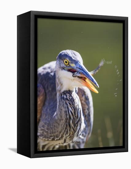 Wyoming, Yellowstone NP, Madison River, Great Blue Heron catches a small fish-Elizabeth Boehm-Framed Premier Image Canvas