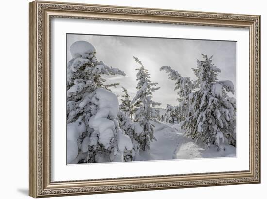 Wyoming, Yellowstone NP, Midway Geyser Basin. Winter scene with snow covered trees-Ellen Goff-Framed Photographic Print