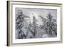 Wyoming, Yellowstone NP, Midway Geyser Basin. Winter scene with snow covered trees-Ellen Goff-Framed Photographic Print