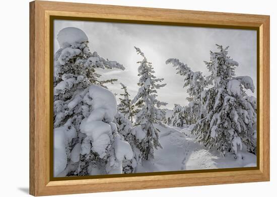 Wyoming, Yellowstone NP, Midway Geyser Basin. Winter scene with snow covered trees-Ellen Goff-Framed Premier Image Canvas