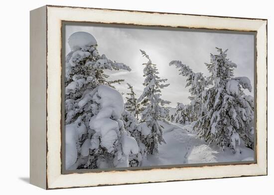 Wyoming, Yellowstone NP, Midway Geyser Basin. Winter scene with snow covered trees-Ellen Goff-Framed Premier Image Canvas