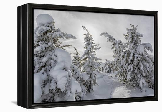 Wyoming, Yellowstone NP, Midway Geyser Basin. Winter scene with snow covered trees-Ellen Goff-Framed Premier Image Canvas
