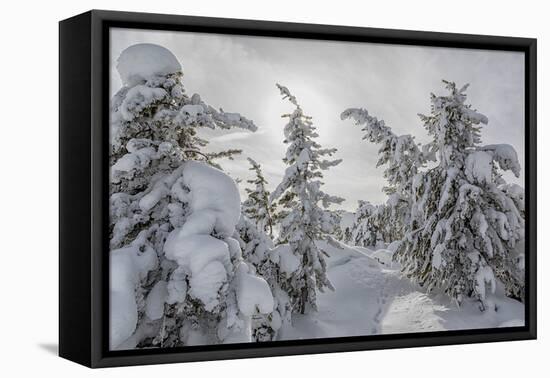 Wyoming, Yellowstone NP, Midway Geyser Basin. Winter scene with snow covered trees-Ellen Goff-Framed Premier Image Canvas