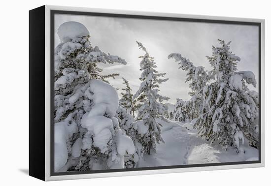 Wyoming, Yellowstone NP, Midway Geyser Basin. Winter scene with snow covered trees-Ellen Goff-Framed Premier Image Canvas