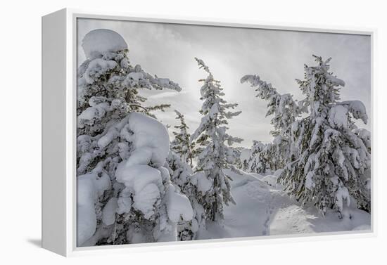 Wyoming, Yellowstone NP, Midway Geyser Basin. Winter scene with snow covered trees-Ellen Goff-Framed Premier Image Canvas
