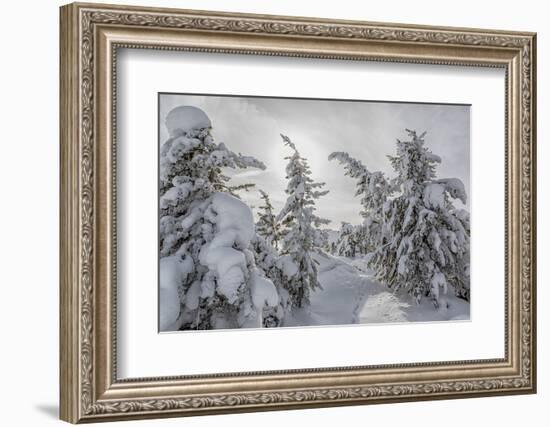 Wyoming, Yellowstone NP, Midway Geyser Basin. Winter scene with snow covered trees-Ellen Goff-Framed Photographic Print