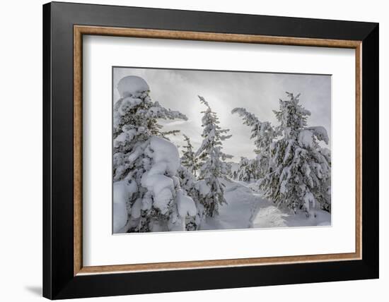 Wyoming, Yellowstone NP, Midway Geyser Basin. Winter scene with snow covered trees-Ellen Goff-Framed Photographic Print