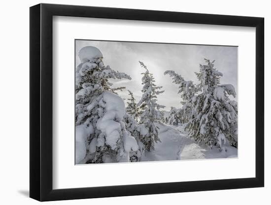 Wyoming, Yellowstone NP, Midway Geyser Basin. Winter scene with snow covered trees-Ellen Goff-Framed Photographic Print