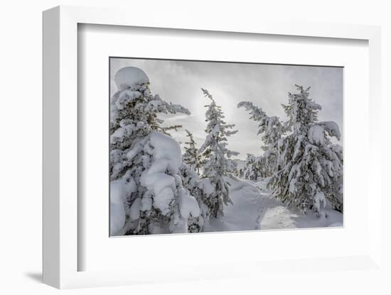 Wyoming, Yellowstone NP, Midway Geyser Basin. Winter scene with snow covered trees-Ellen Goff-Framed Photographic Print