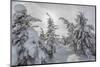 Wyoming, Yellowstone NP, Midway Geyser Basin. Winter scene with snow covered trees-Ellen Goff-Mounted Photographic Print