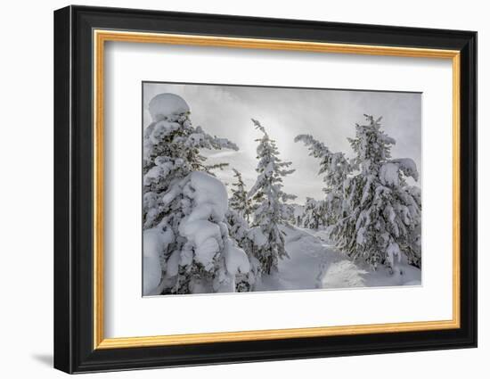 Wyoming, Yellowstone NP, Midway Geyser Basin. Winter scene with snow covered trees-Ellen Goff-Framed Photographic Print