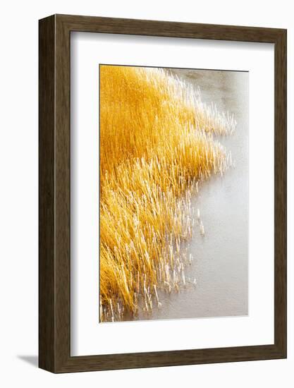 Wyoming, Yellowstone NP, near Swan Flats. Frozen grasses and warm colors-Ellen Goff-Framed Photographic Print